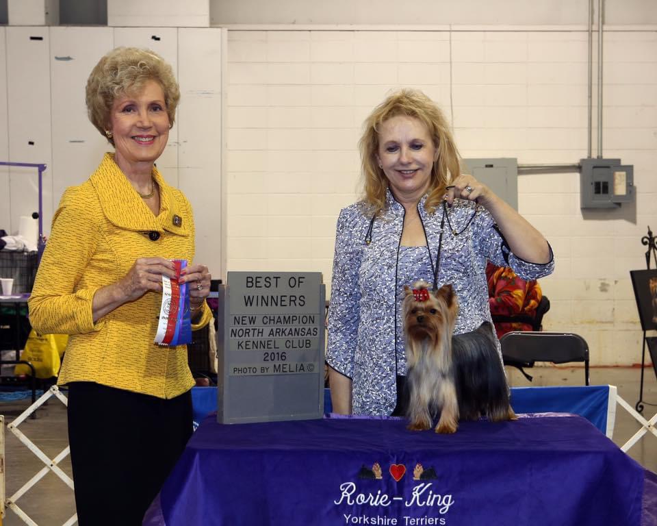 MAGIC COUNTRY PLAYBOY &mdash; Labaza DogPedigree YorkshireTerrier