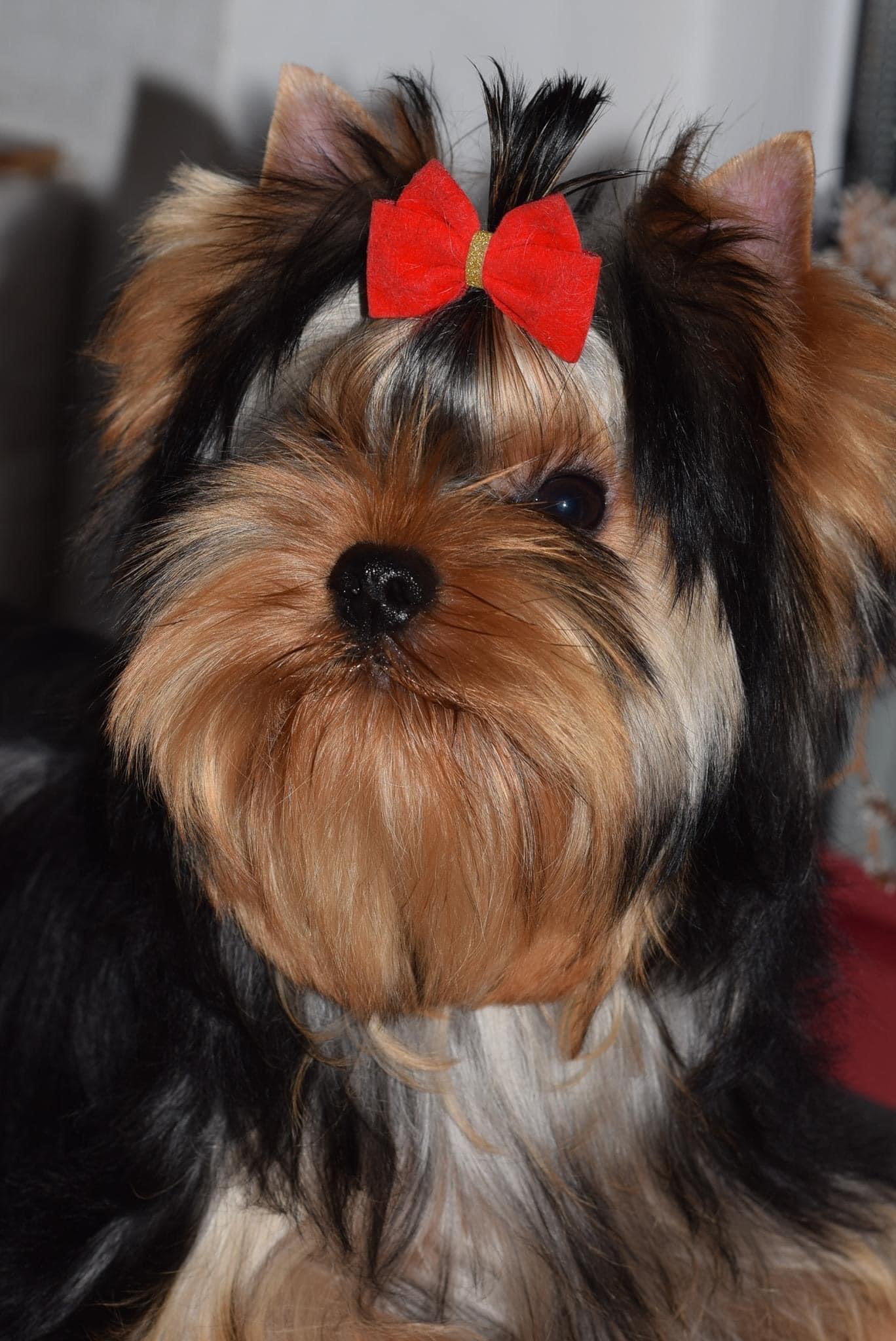 Luxury Silk Sharm De Lux &mdash; Labaza DogPedigree YorkshireTerrier