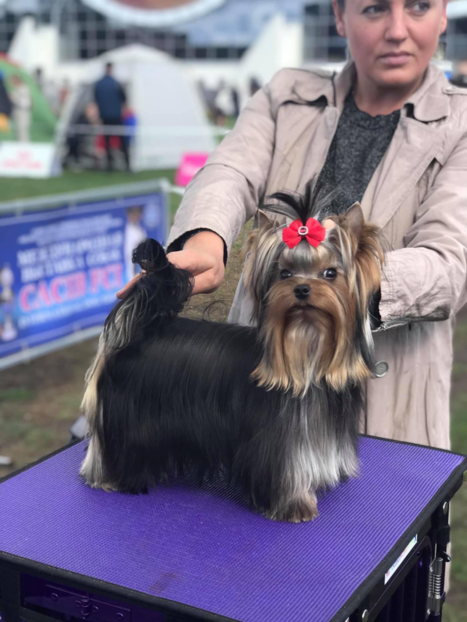 Sharm De Lux Pepita De Oro Sharm De Lux &mdash; Labaza DogPedigree YorkshireTerrier