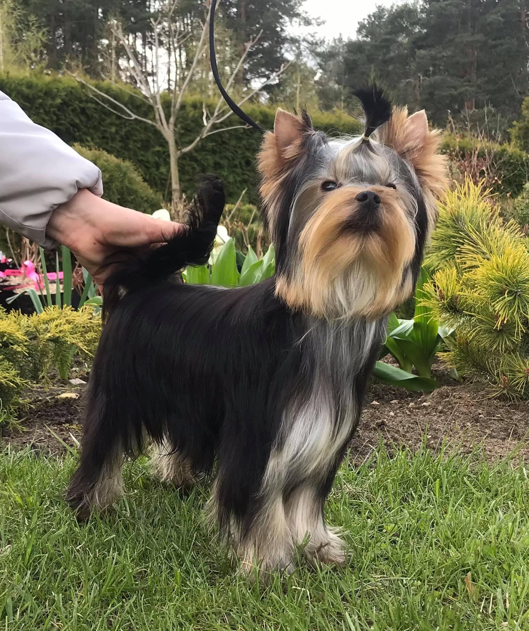 Sharm De Lux Passion Around Sharm De Lux &mdash; Labaza DogPedigree YorkshireTerrier
