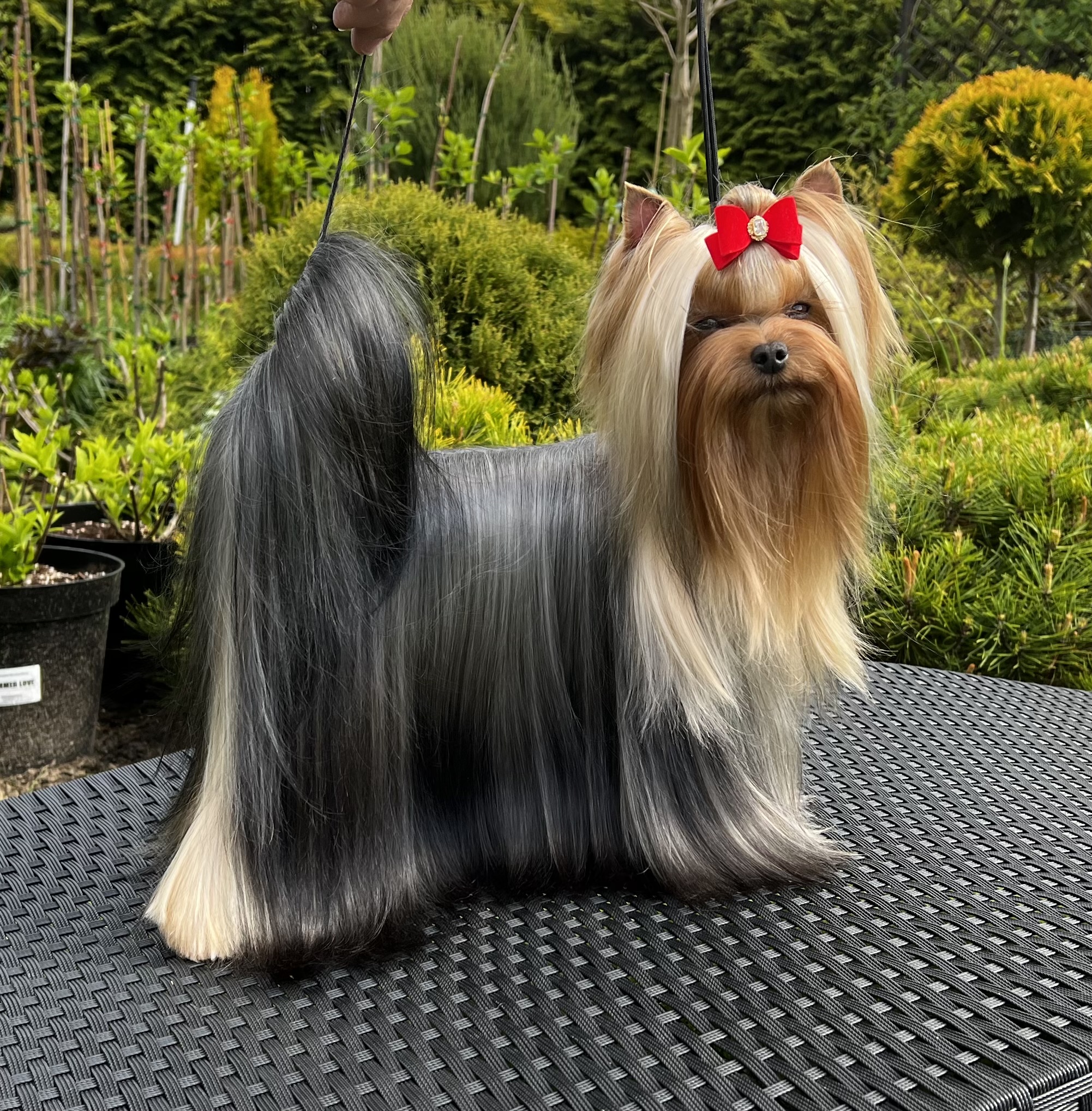 Sharm De Lux Papyri Sharm De Lux &mdash; Labaza DogPedigree YorkshireTerrier
