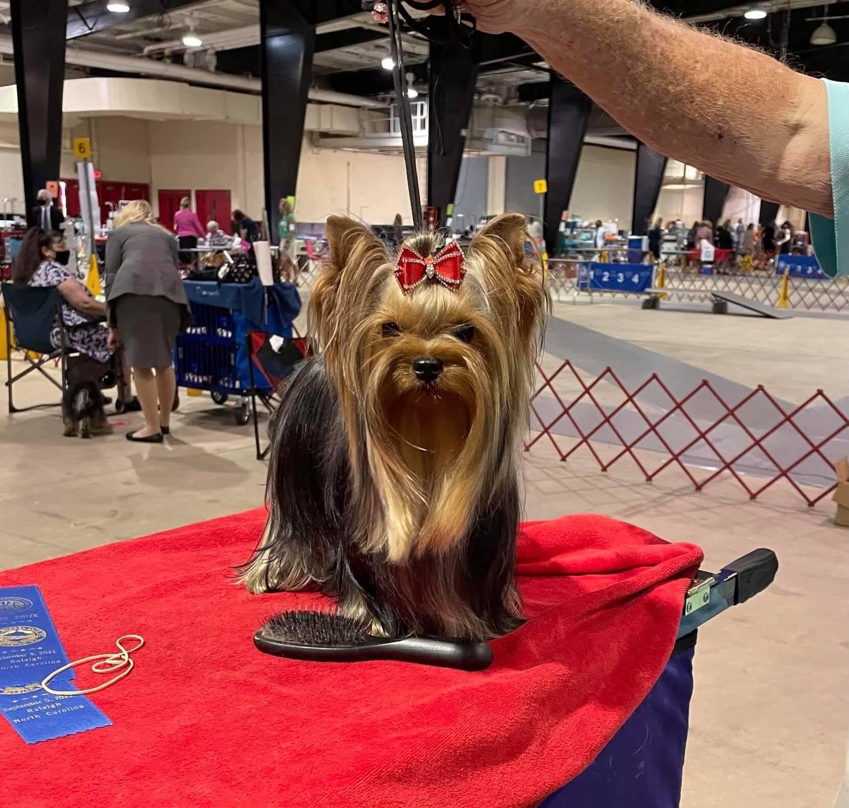 Meka Sharm De Lux &mdash; Labaza DogPedigree YorkshireTerrier