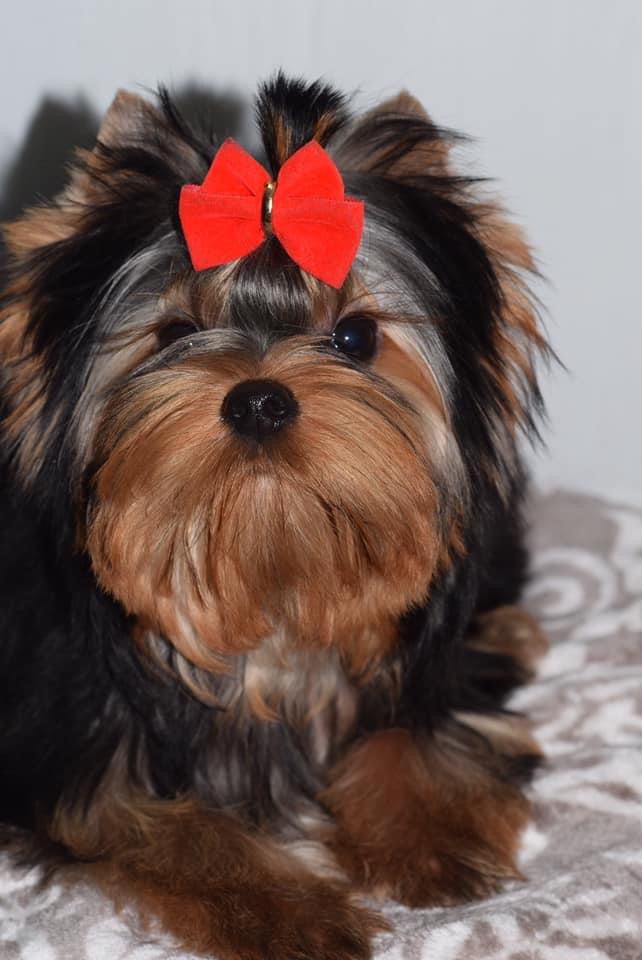 Sharm De Lux Go And Win Sharm De Lux &mdash; Labaza DogPedigree YorkshireTerrier