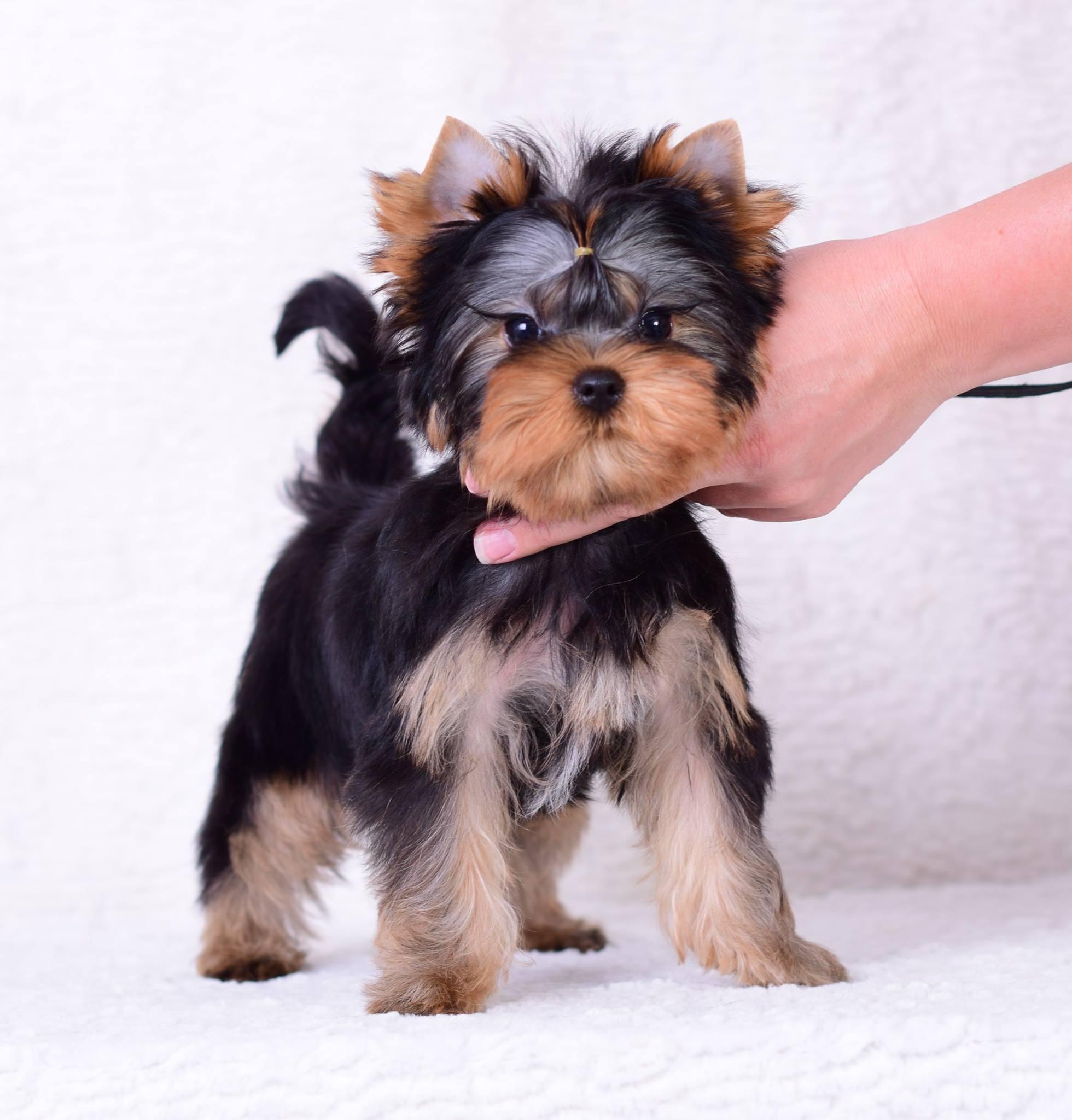 Sharm De Lux Graffiti Sharm De Lux &mdash; Labaza DogPedigree YorkshireTerrier