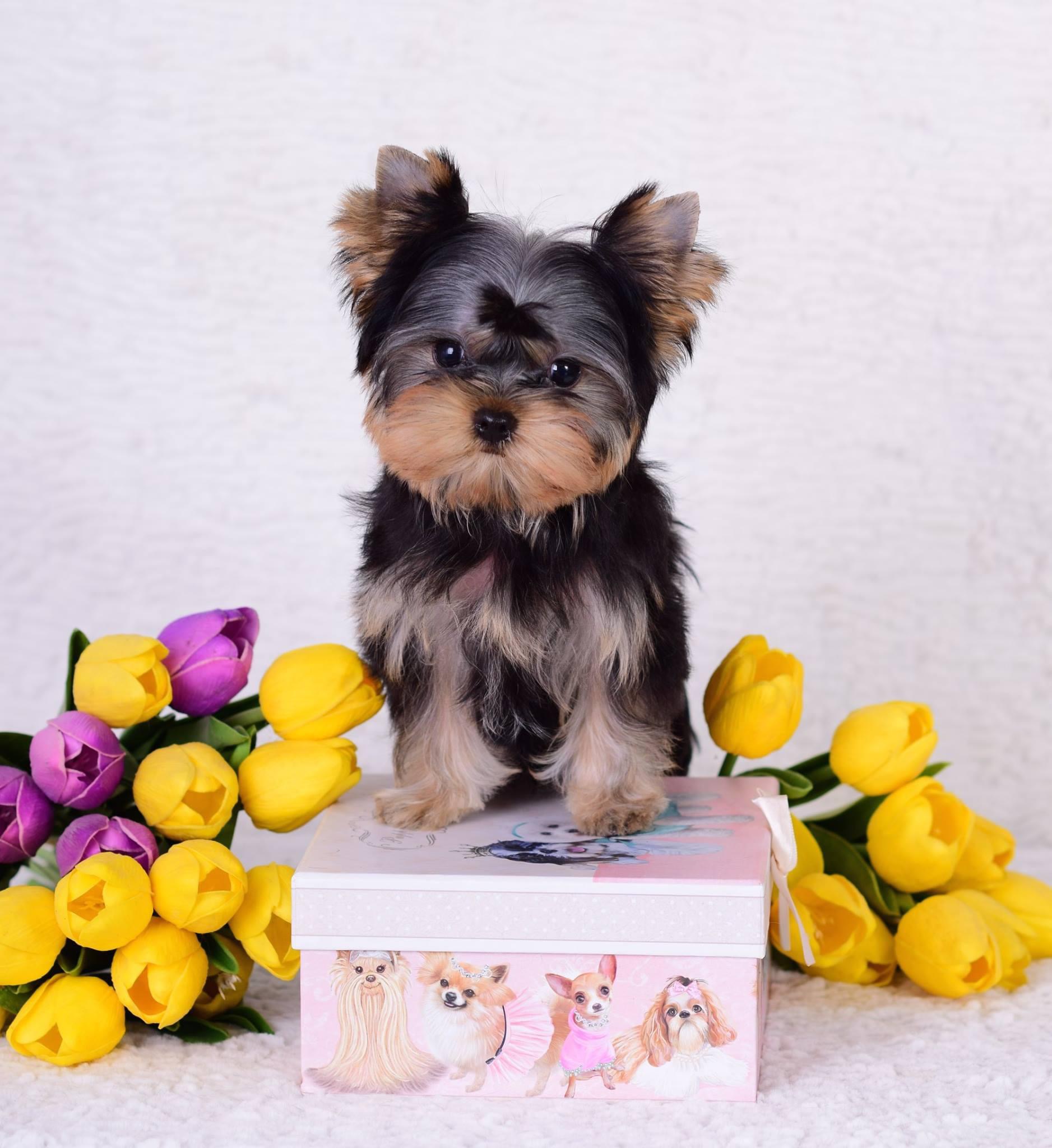 Sharm De Lux Givanchy Sharm De Lux &mdash; Labaza DogPedigree YorkshireTerrier