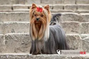 BIM-BAM-BOM BOHEMIA PLATINA &mdash; Labaza DogPedigree YorkshireTerrier