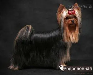 Blue Amulet BLUE AMULET WEALTHY JEWEL &mdash; Labaza DogPedigree YorkshireTerrier