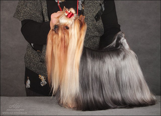 RIGAIR RIGAIR MAKINTOSH &mdash; Labaza DogPedigree YorkshireTerrier