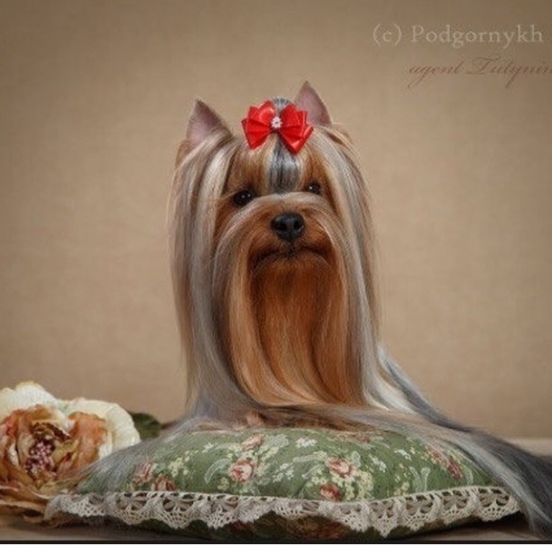 Milana &mdash; Labaza DogPedigree YorkshireTerrier