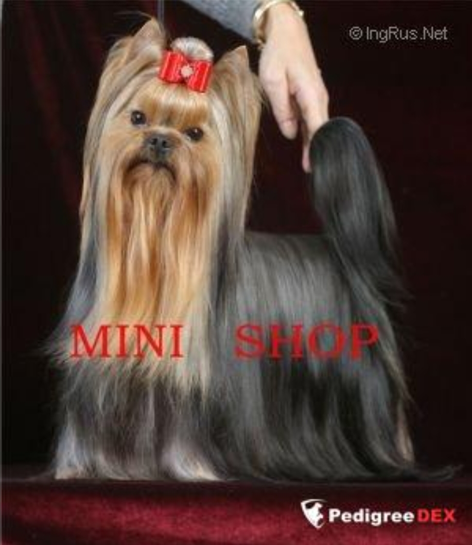 MINI SHOP NOBLESSE OBLIGE