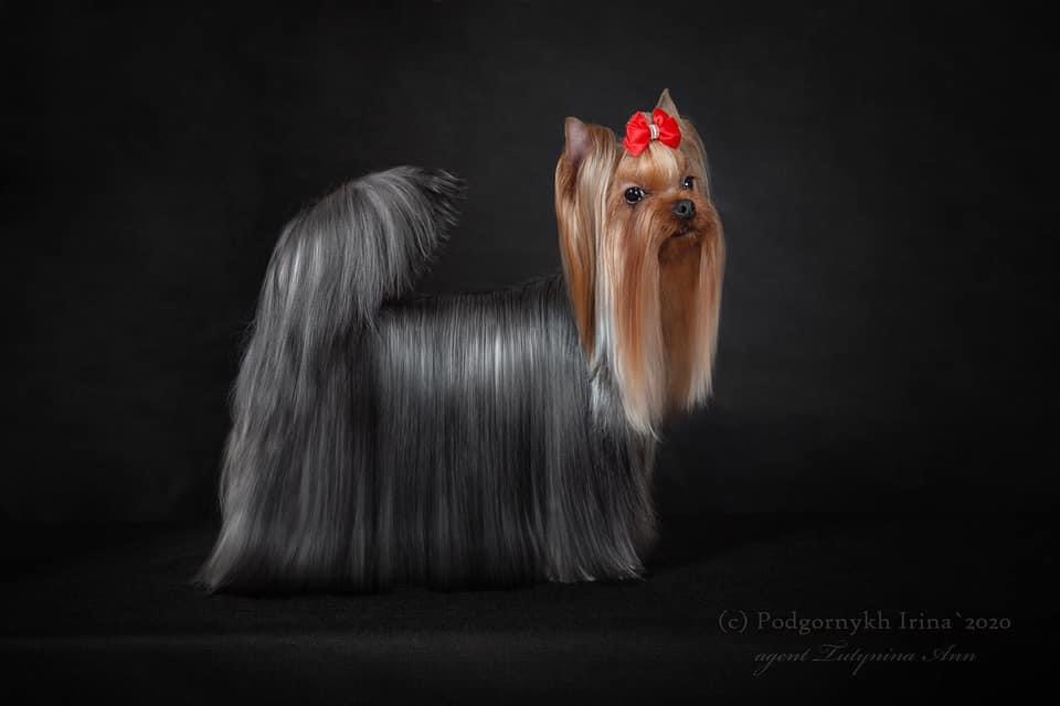 Royal Fireworks Nominatsiya &mdash; Labaza DogPedigree YorkshireTerrier