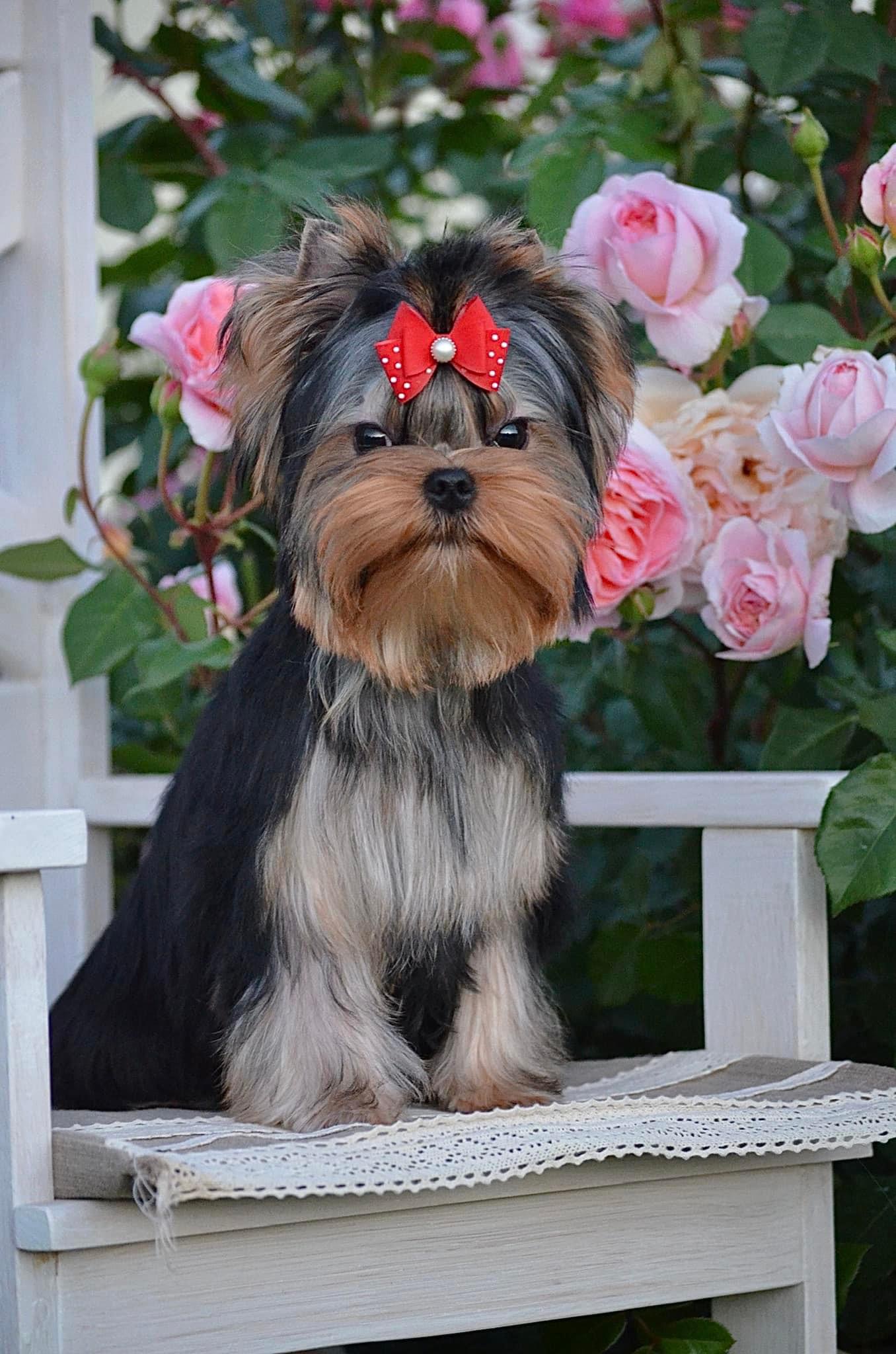 Royal Fireworks Royal Fireworks Gerlen &mdash; Labaza DogPedigree YorkshireTerrier