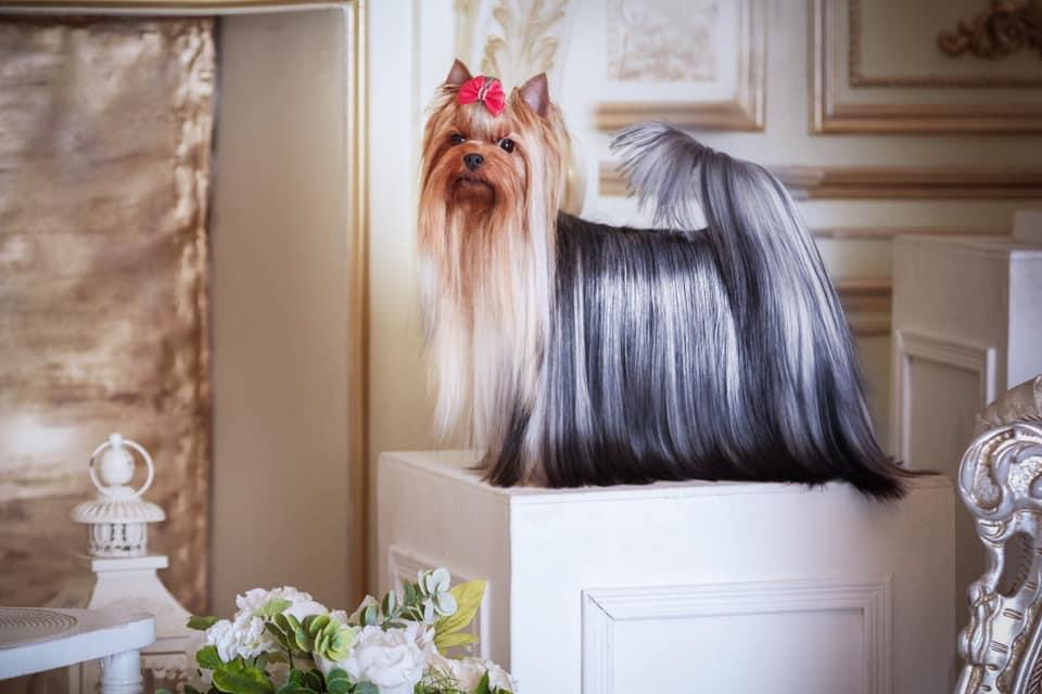  Kristly Pataya &mdash; Labaza DogPedigree YorkshireTerrier