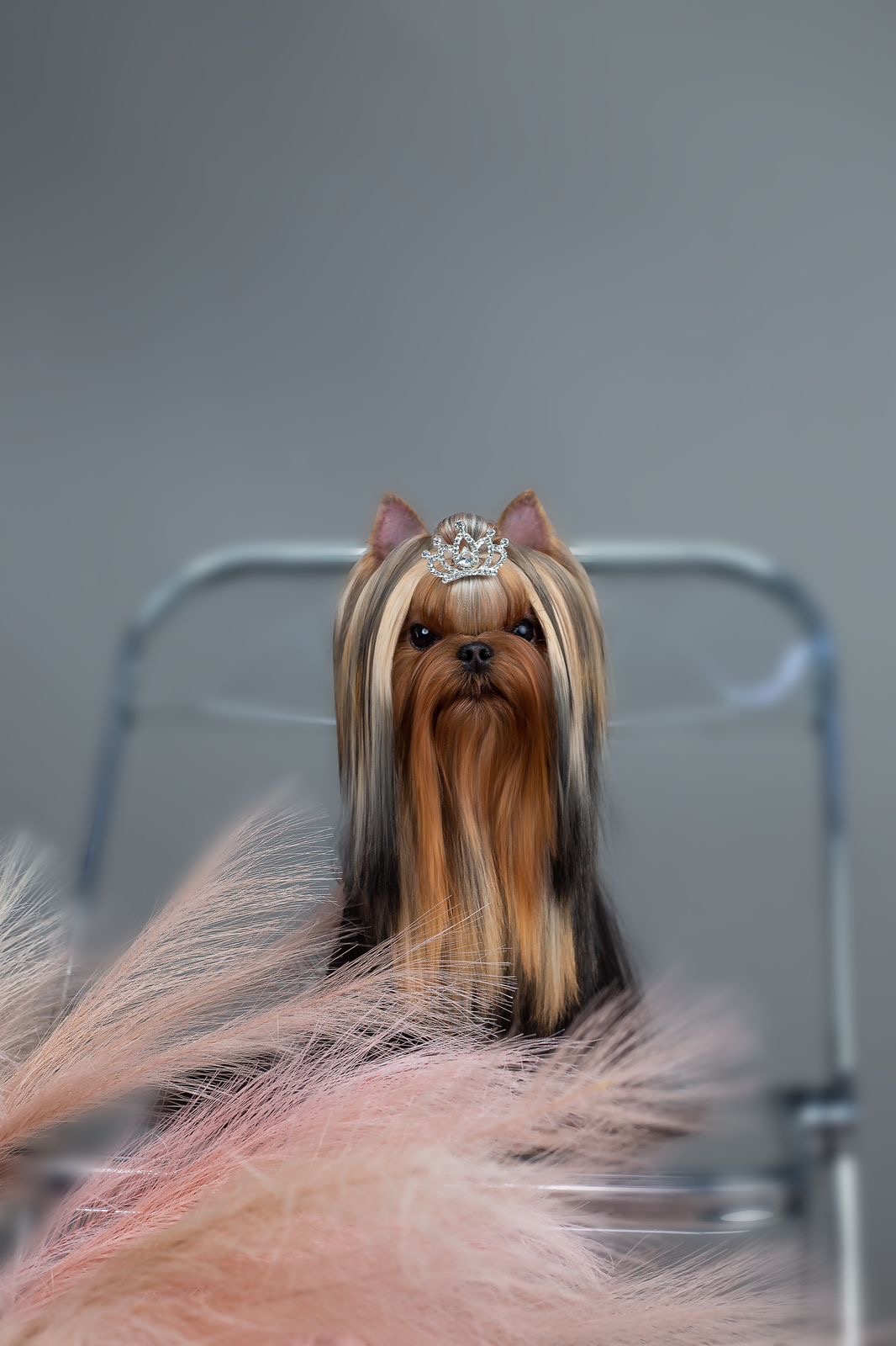 Royal Fireworks Royal Fireworks Princess &mdash; Labaza DogPedigree YorkshireTerrier