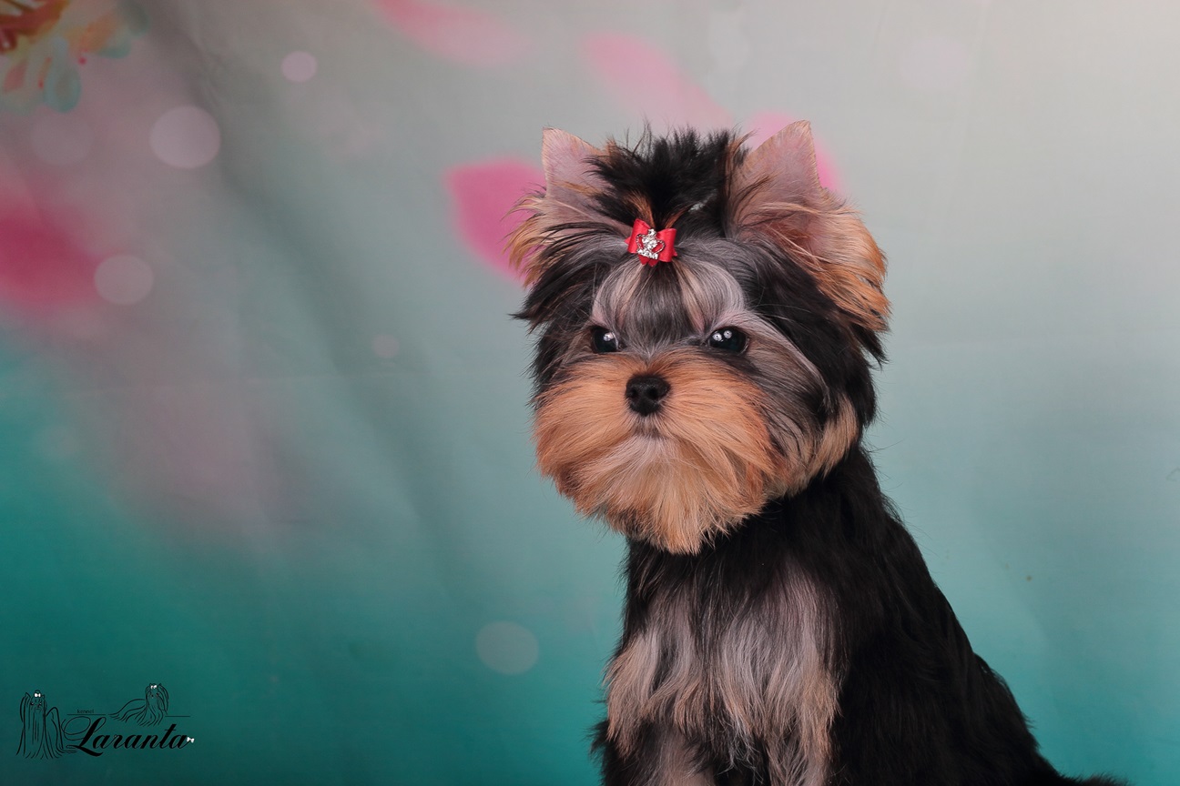Laranta LARANTA ABSENTE &mdash; Labaza DogPedigree YorkshireTerrier