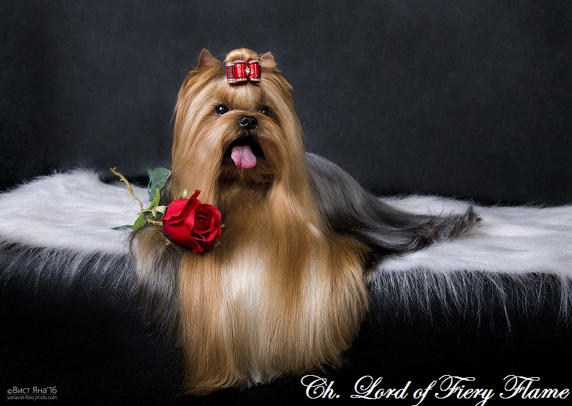 LORD OF FIERY FLAME &mdash; Labaza DogPedigree YorkshireTerrier