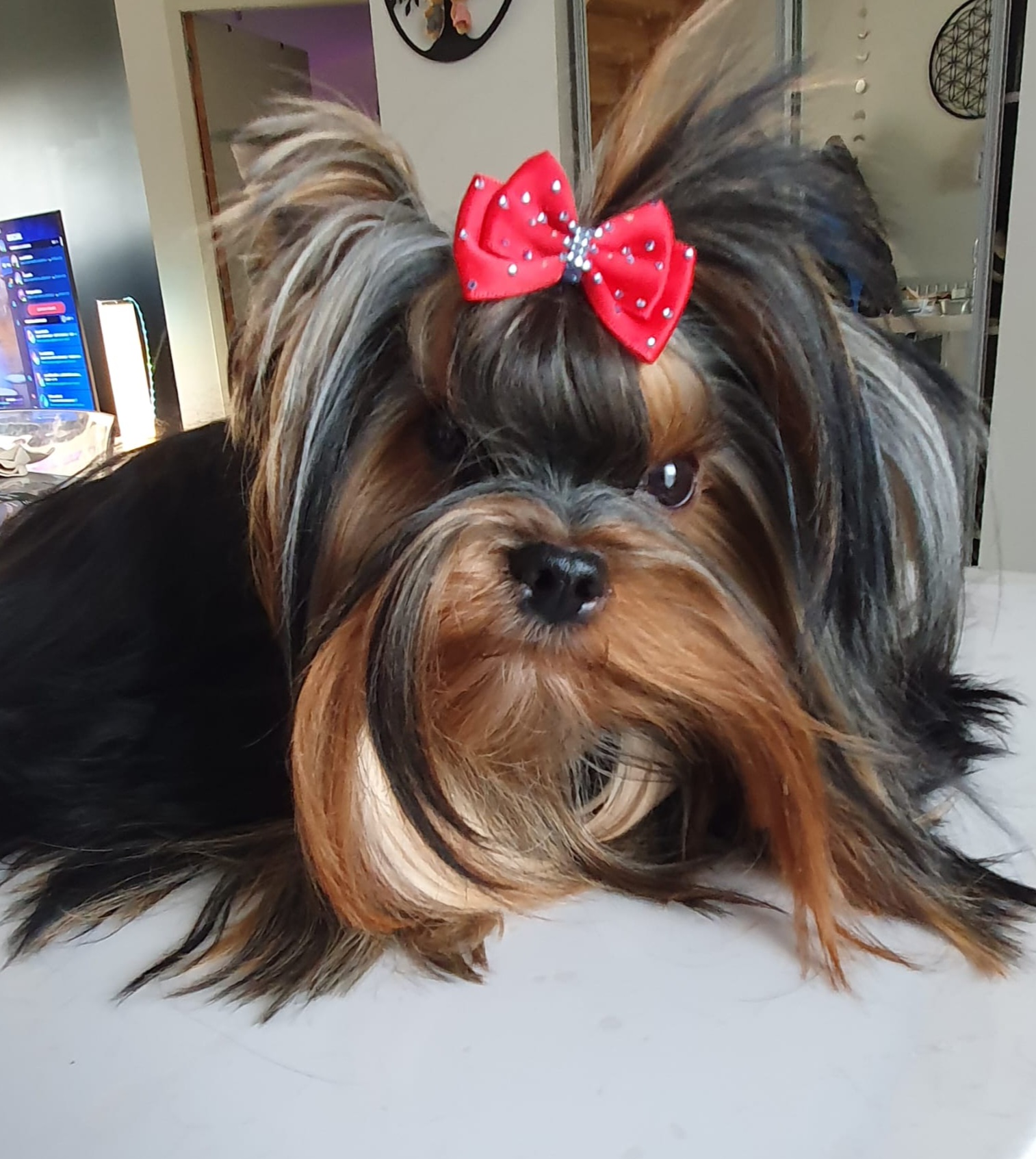 MAGNUS FORTUNA MAGNUS FORTUNA EVANGELINE &mdash; Labaza DogPedigree YorkshireTerrier