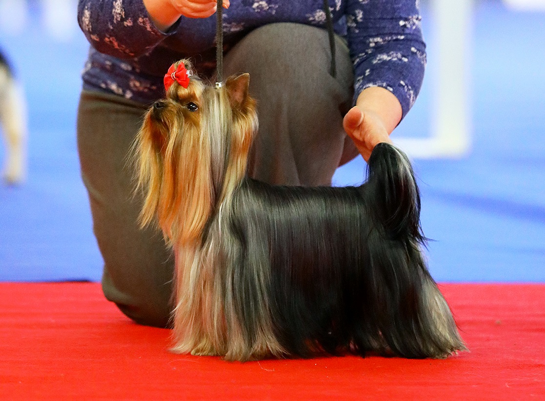 Fairy Flame Cartier &mdash; Labaza DogPedigree YorkshireTerrier