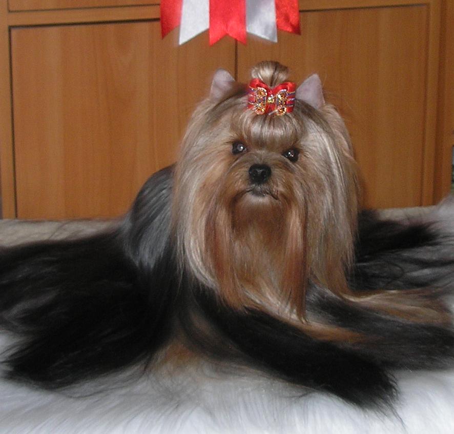 Bistuall BISTUALL ALLEGRA FAIRY FLAME &mdash; Labaza DogPedigree YorkshireTerrier