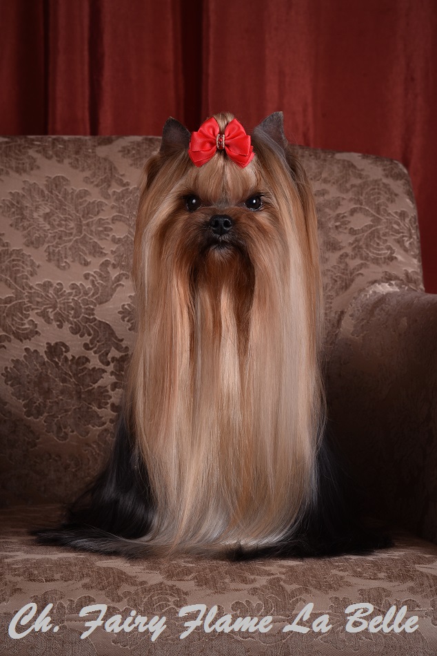 Fairy Flame Fairy Flame La Belle &mdash; Labaza DogPedigree YorkshireTerrier