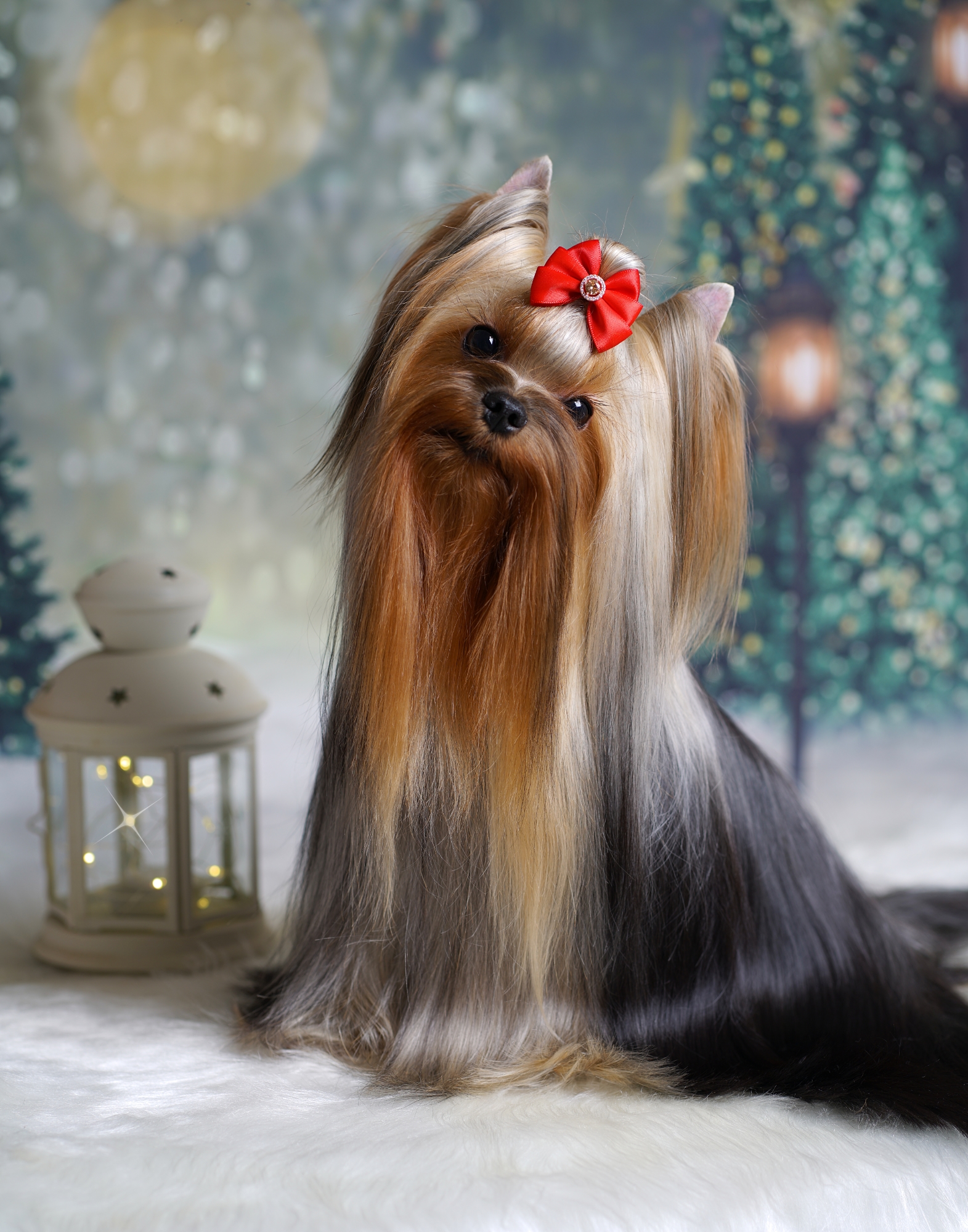 MAL ZOLOTNIK MAL ZOLOTNIK VIRTUOSO &mdash; Labaza DogPedigree YorkshireTerrier