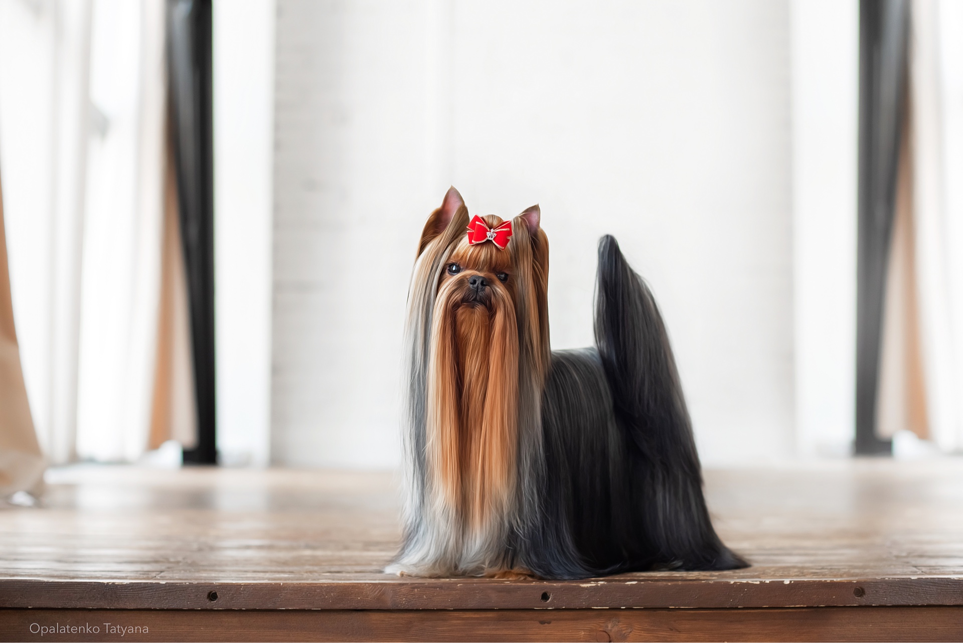 FLYER DE LYAMUR CHERRY FLING &mdash; Labaza DogPedigree YorkshireTerrier
