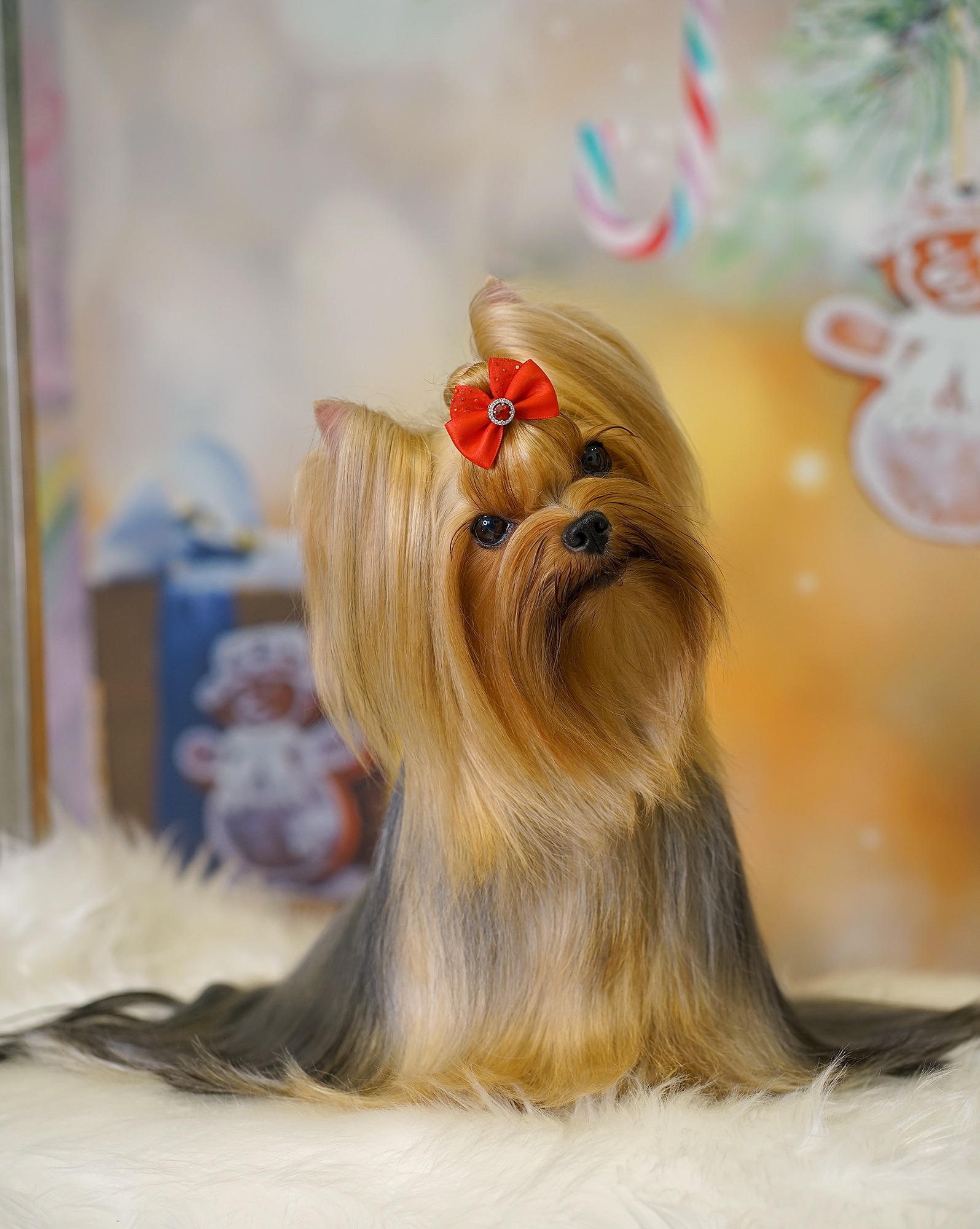 MAL ZOLOTNIK MAL ZOLOTNIK FUJIYAMA &mdash; Labaza DogPedigree YorkshireTerrier