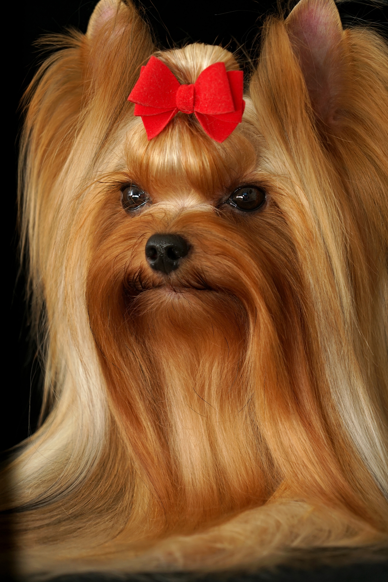 SHARMNATAN'S ZORRO &mdash; Labaza DogPedigree YorkshireTerrier