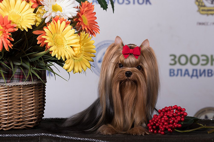  ZVEZDA ALBIONA EKSEL'SIOR &mdash; Labaza DogPedigree YorkshireTerrier