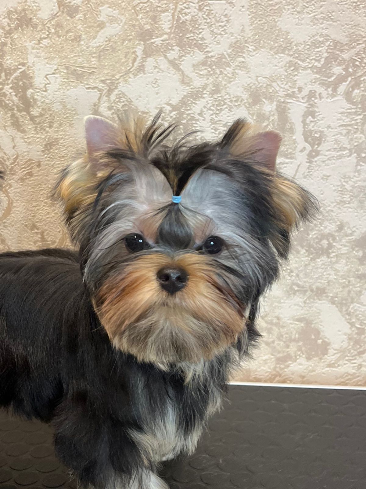 FART CRISTAL SHINE &mdash; Labaza DogPedigree YorkshireTerrier