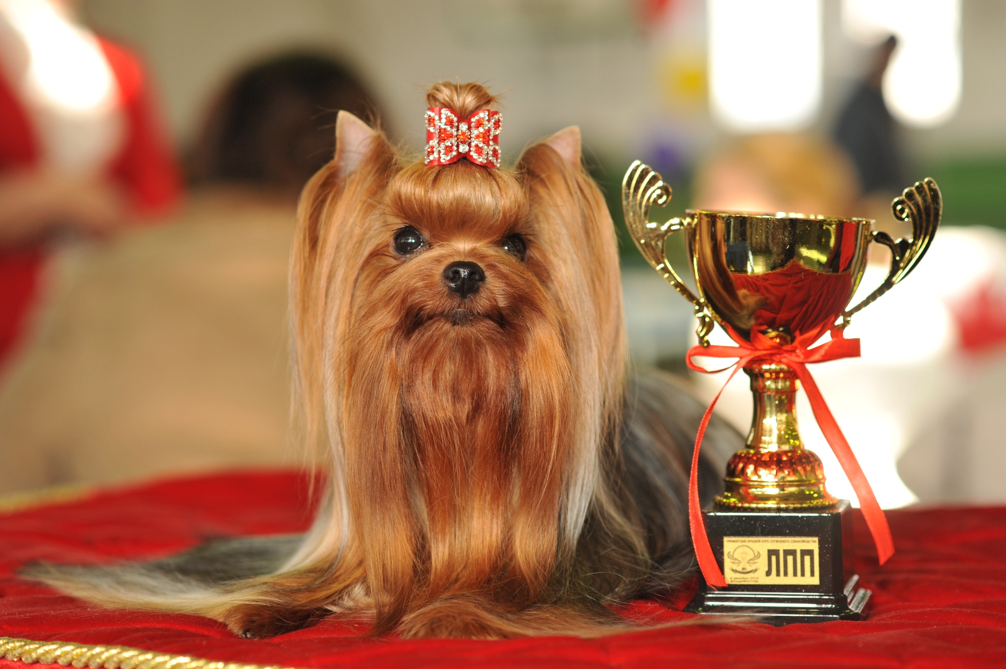 MAL ZOLOTNIK FORTUNE &mdash; Labaza DogPedigree YorkshireTerrier