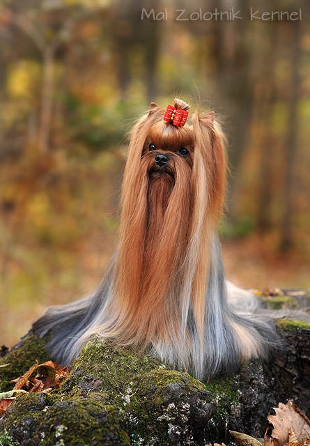  RAINBOW NOVE KASIO &mdash; Labaza DogPedigree YorkshireTerrier