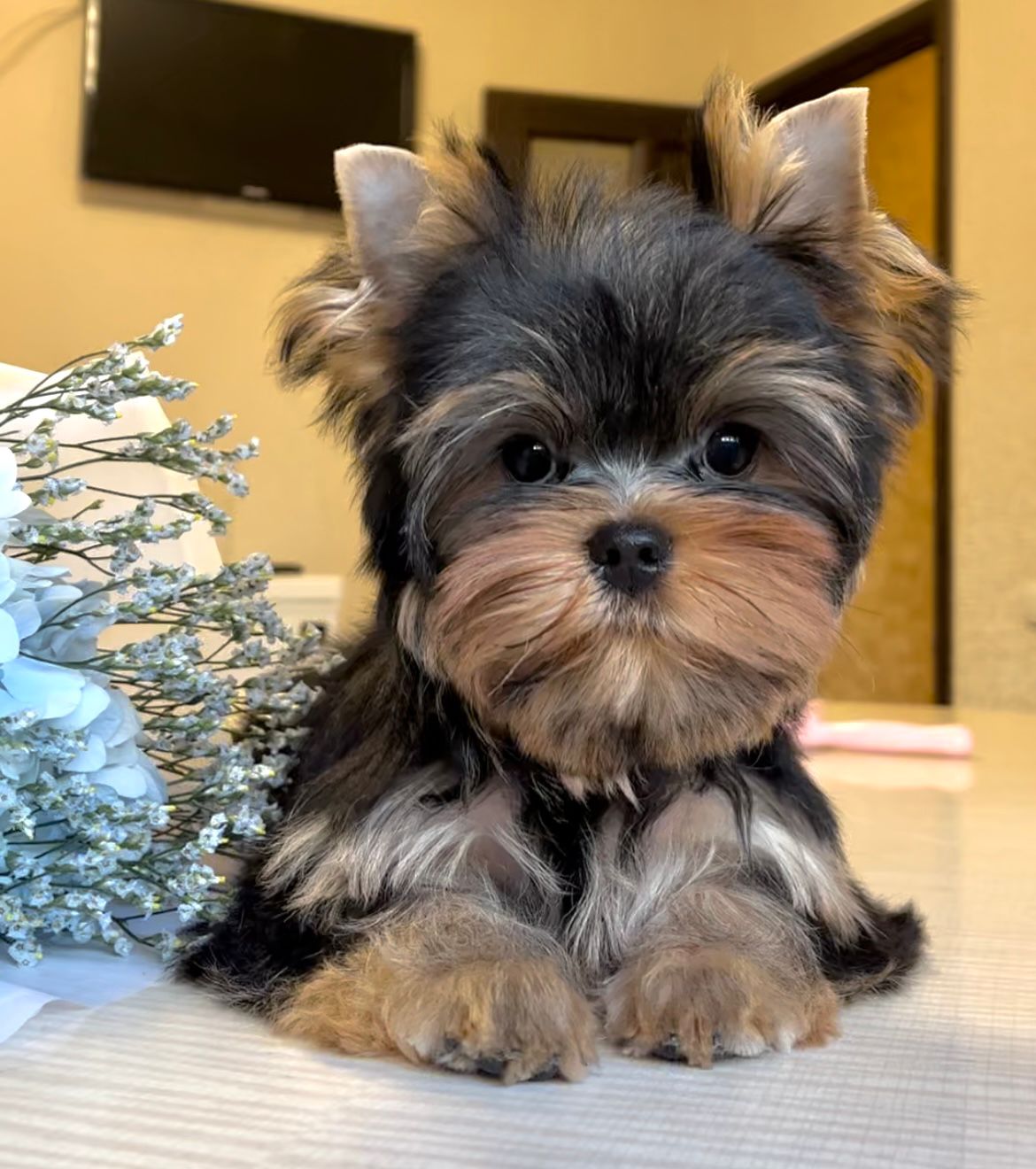 Fly Plein D'Amour &mdash; Labaza DogPedigree YorkshireTerrier