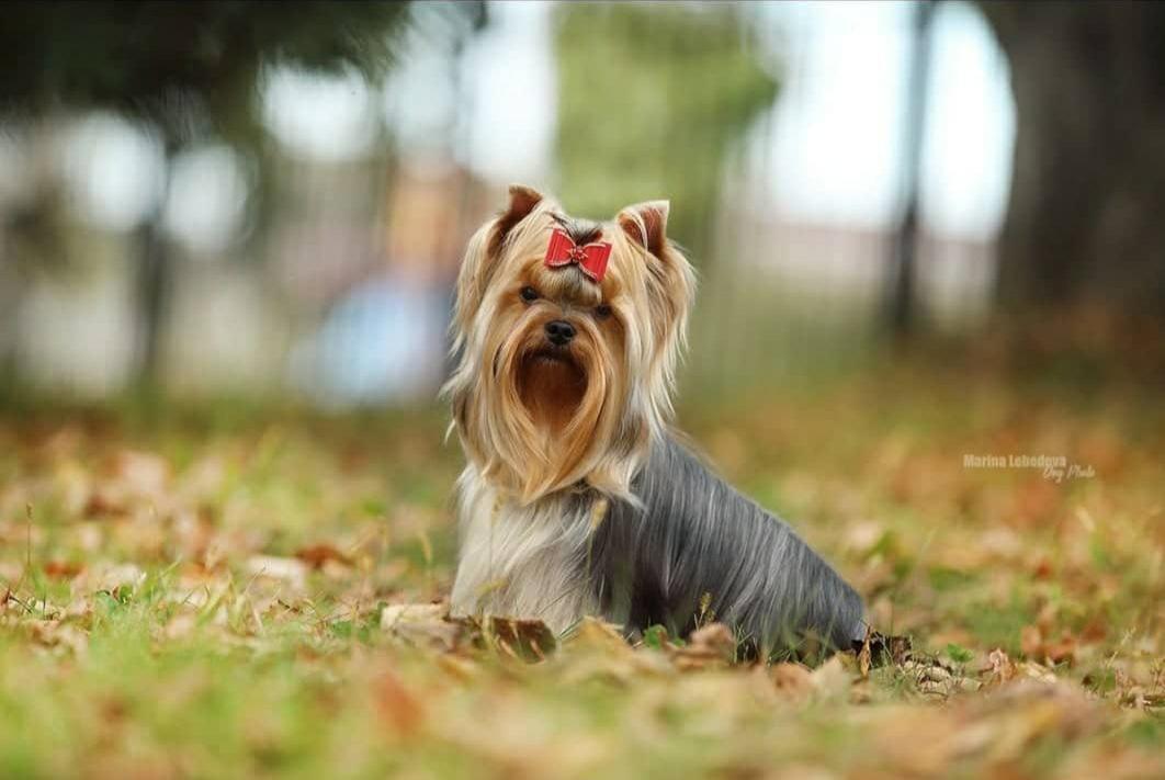  L'YANA DE VISTA OLIGARH &mdash; Labaza DogPedigree YorkshireTerrier