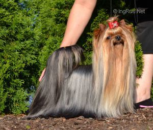 KAMELIE NOVE KASIO &mdash; Labaza DogPedigree YorkshireTerrier