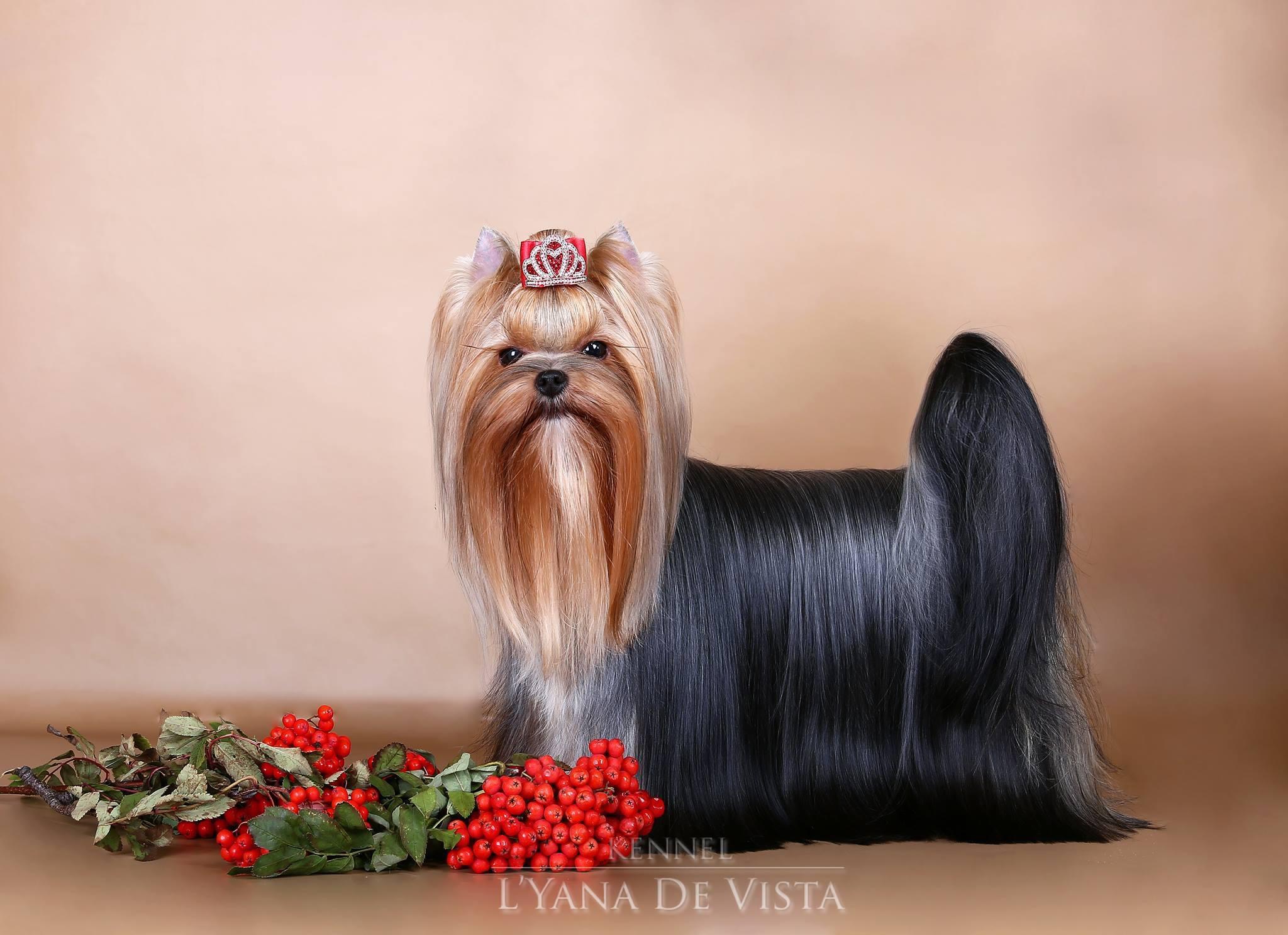  QUALITEES NOVE KASIO &mdash; Labaza DogPedigree YorkshireTerrier