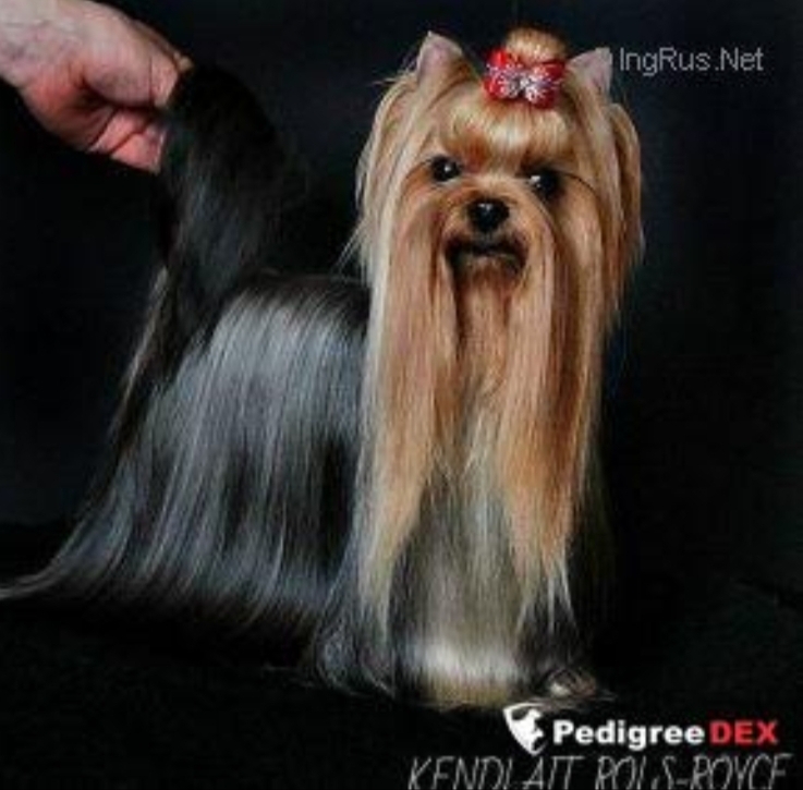  KENDLAIT ROLS-ROYCE &mdash; Labaza DogPedigree YorkshireTerrier