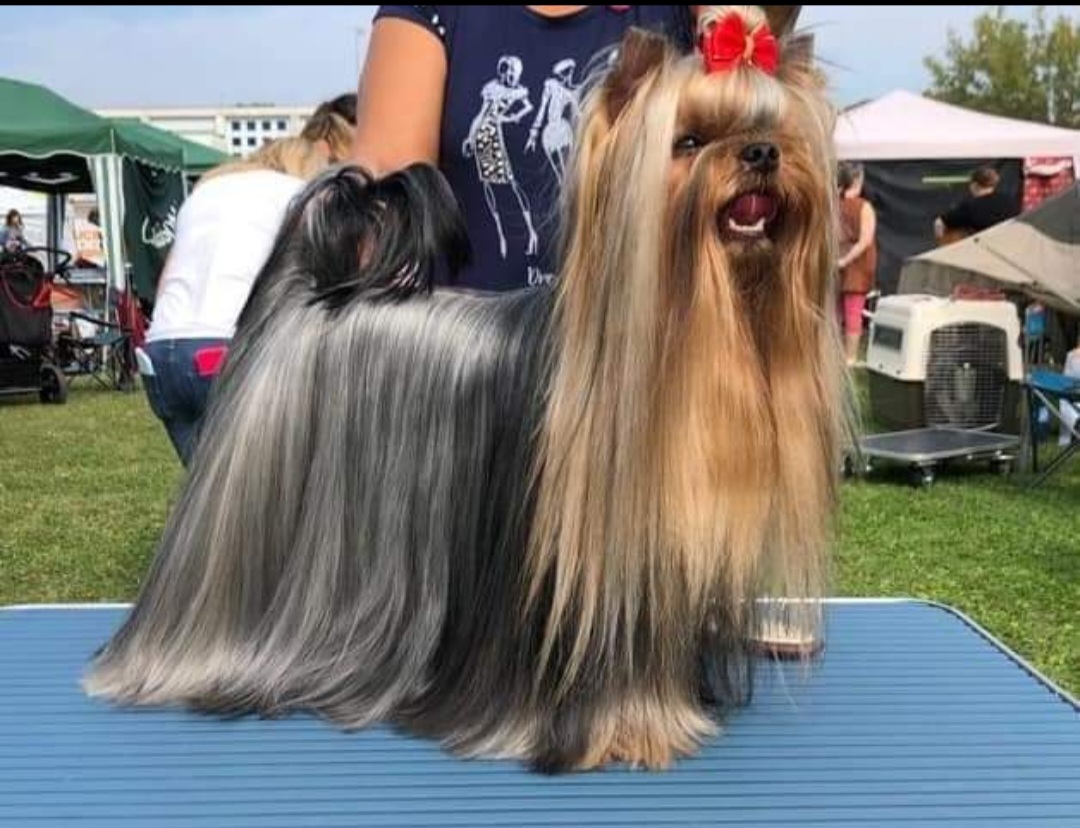 MAGNUS FORTUNA MAGNUS FORTUNA REGINALD &mdash; Labaza DogPedigree YorkshireTerrier