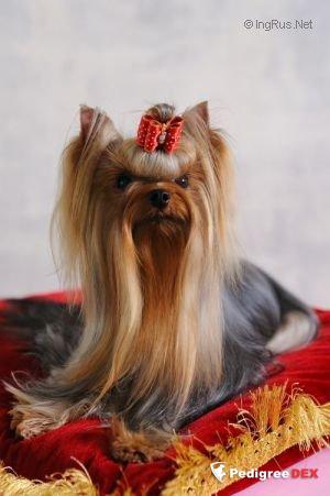  STJUMER'S LA MUR &mdash; Labaza DogPedigree YorkshireTerrier