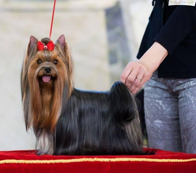  FLYER DE LYAMUR GRACE MABEL &mdash; Labaza DogPedigree YorkshireTerrier