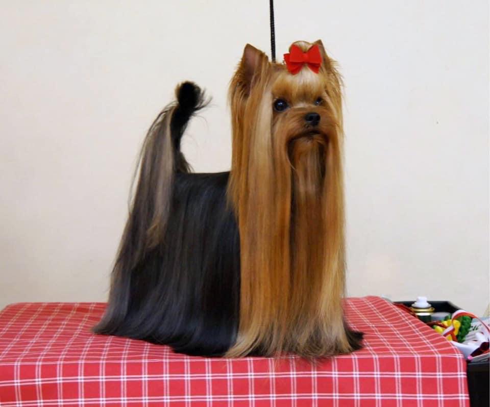  SHARMNATAN'S FELLOW CAMPAIGNER &mdash; Labaza DogPedigree YorkshireTerrier