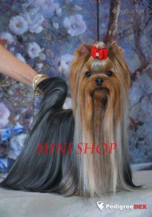 MINI SHOP WOW