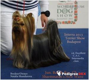 SHARMNATAN'S NEW WAVE &mdash; Labaza DogPedigree YorkshireTerrier