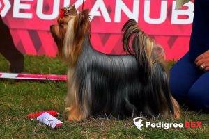  SHARMNATAN'S AMAZING GRACE &mdash; Labaza DogPedigree YorkshireTerrier