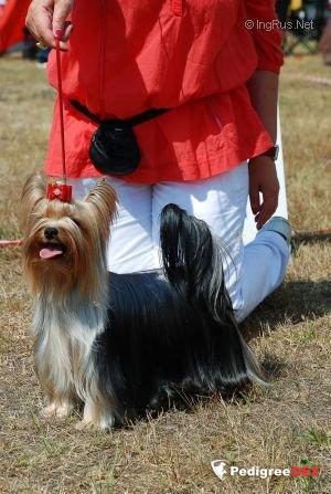  SHARMNATAN'S OH MY LOVE &mdash; Labaza DogPedigree YorkshireTerrier
