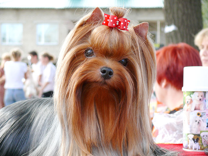  MINI SHOP RUSSIAN SECRET &mdash; Labaza DogPedigree YorkshireTerrier