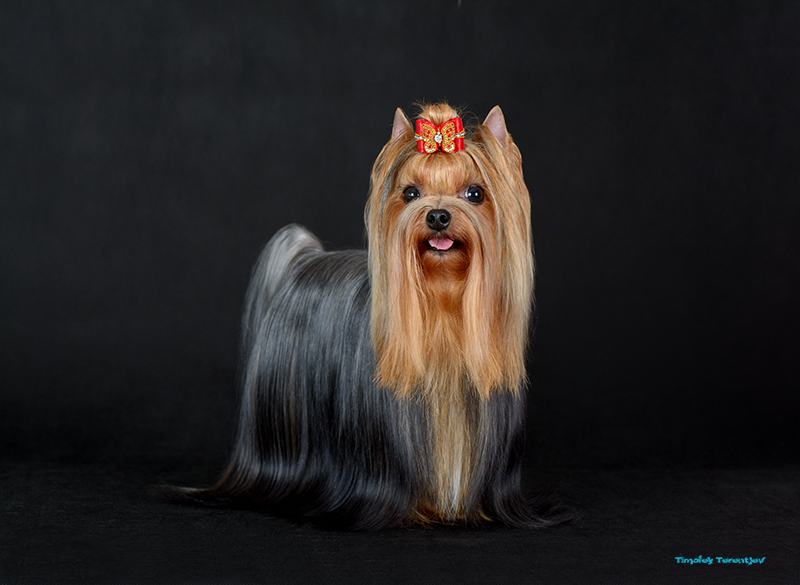 FLYER DE LYAMUR FAVORITE LADY &mdash; Labaza DogPedigree YorkshireTerrier