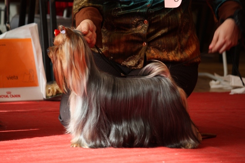 RIGAIR RIGAIR IDEJA FIX &mdash; Labaza DogPedigree YorkshireTerrier