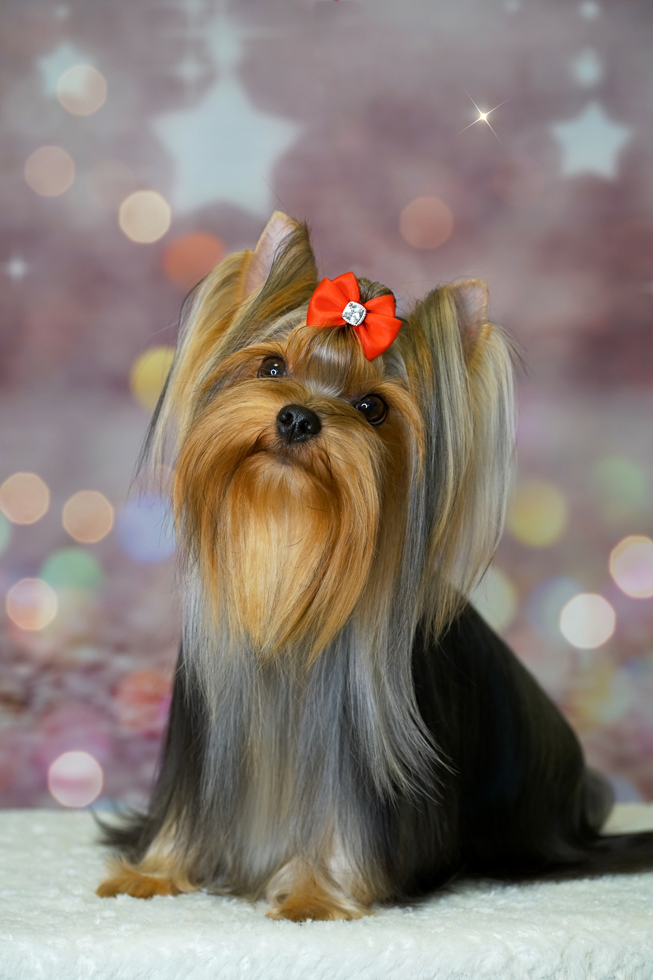 MAL ZOLOTNIK MAL ZOLOTNIK YUTTI-BEAUTY &mdash; Labaza DogPedigree YorkshireTerrier
