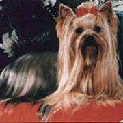 ROTHBY'S MAJESTIC PRIDE N'JOY